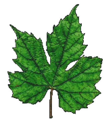Grape Leaf